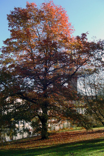 Die historischen Fotografien Lübecks